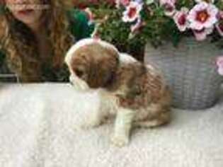 Cavalier King Charles Spaniel Puppy for sale in Sapulpa, OK, USA