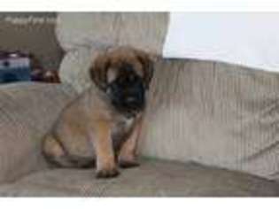 Mastiff Puppy for sale in Free Union, VA, USA