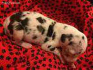 Great Dane Puppy for sale in Glasgow, KY, USA