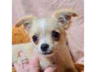 Chihuahua Puppy for sale in Sherwood, AR, USA