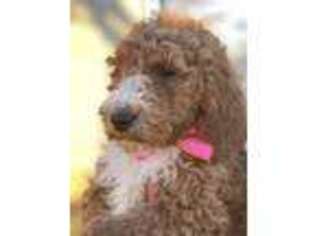 Goldendoodle Puppy for sale in Tompkinsville, KY, USA