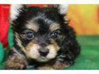 Yorkshire Terrier Puppy for sale in Pickton, TX, USA