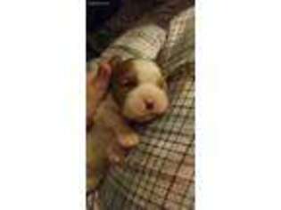 Cavalier King Charles Spaniel Puppy for sale in Dallas, GA, USA