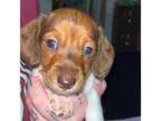 Dachshund Puppy for sale in Springfield, OH, USA