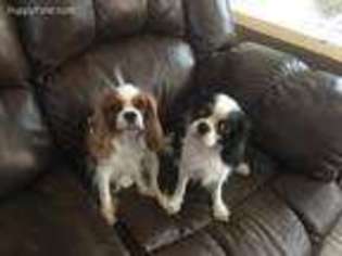 Cavalier King Charles Spaniel Puppy for sale in Riverside, CA, USA