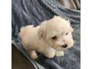 Maltese Puppy for sale in Longwood, FL, USA