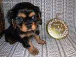 Cavalier King Charles Spaniel Puppy for sale in West Creek, NJ, USA