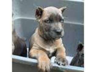 Cane Corso Puppy for sale in Huntington, IN, USA