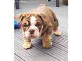 Bulldog Puppy for sale in Lindon, UT, USA