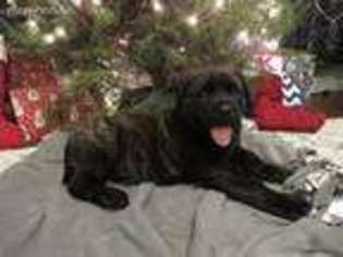 Mastiff Puppy for sale in Northumberland, PA, USA