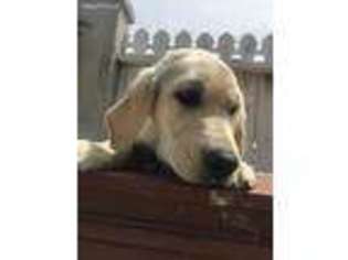 Labrador Retriever Puppy for sale in Yonkers, NY, USA