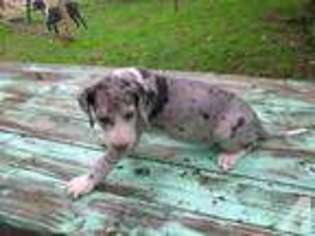 Great Dane Puppy for sale in RAINIER, OR, USA