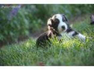 Miniature Australian Shepherd Puppy for sale in Claxton, GA, USA