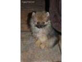 Pomeranian Puppy for sale in Little Rock, AR, USA