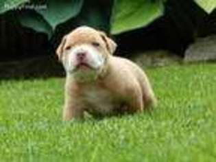 Alapaha Blue Blood Bulldog Puppy for sale in Wellington, OH, USA