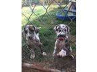 Great Dane Puppy for sale in Arriba, CO, USA