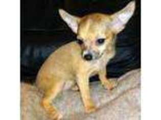 Chihuahua Puppy for sale in Chester, VA, USA