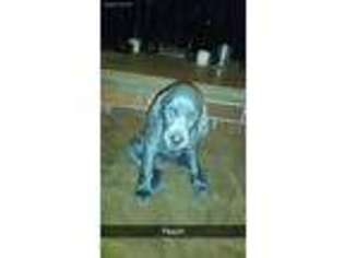 Weimaraner Puppy for sale in Sandy Lake, PA, USA