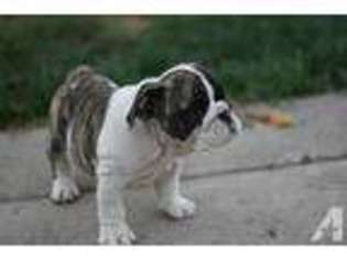 Bulldog Puppy for sale in PLEASANTON, CA, USA