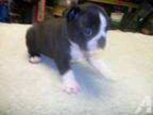 Boston Terrier Puppy for sale in LAND O LAKES, FL, USA