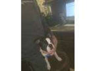 Boston Terrier Puppy for sale in Joliet, IL, USA