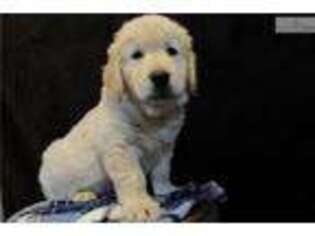 Golden Retriever Puppy for sale in Salina, KS, USA