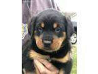 Rottweiler Puppy for sale in Columbus, IN, USA