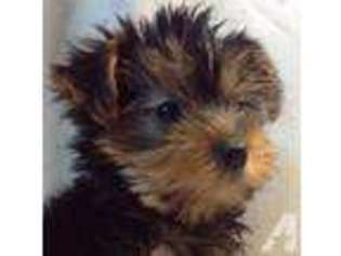 Yorkshire Terrier Puppy for sale in LOVELAND, CO, USA