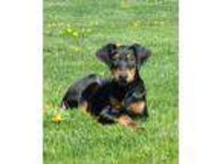 Doberman Pinscher Puppy for sale in Wooster, OH, USA