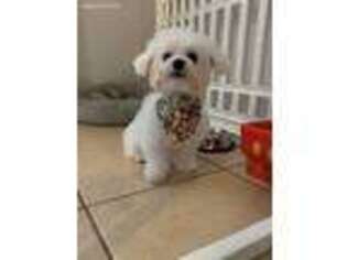 Maltese Puppy for sale in Paramount, CA, USA