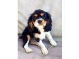 Cavalier King Charles Spaniel Puppy for sale in San Clemente, CA, USA