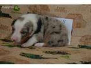 Australian Shepherd Puppy for sale in Opelousas, LA, USA