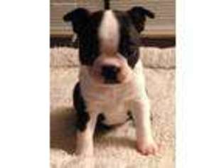 Boston Terrier Puppy for sale in Roy, WA, USA