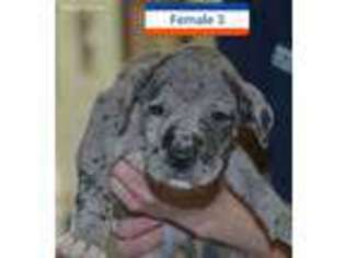 Great Dane Puppy for sale in Middletown, OH, USA