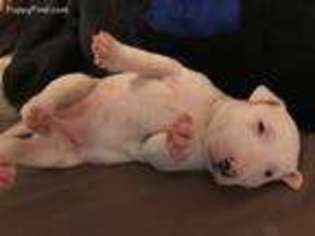 Bull Terrier Puppy for sale in Citrus Heights, CA, USA