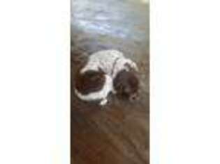 German Shorthaired Pointer Puppy for sale in Downsville, LA, USA