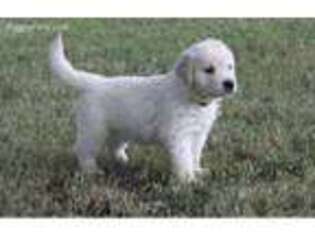 Mutt Puppy for sale in Pittsboro, MS, USA