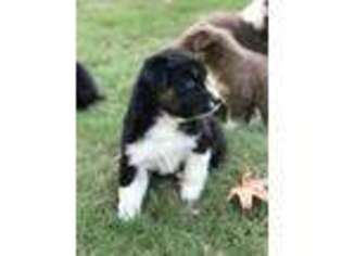 Australian Shepherd Puppy for sale in Greensboro, GA, USA