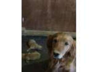 Golden Retriever Puppy for sale in Mayfield, KY, USA
