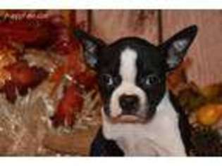 Boston Terrier Puppy for sale in Browning, MO, USA