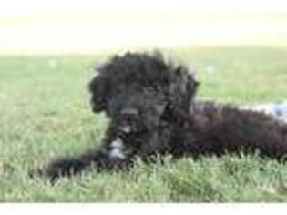 Labradoodle Puppy for sale in Lindsay, OK, USA