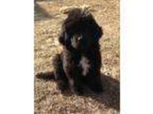 Newfoundland Puppy for sale in Elbert, CO, USA