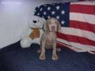 Weimaraner Puppy for sale in Edgemont, SD, USA