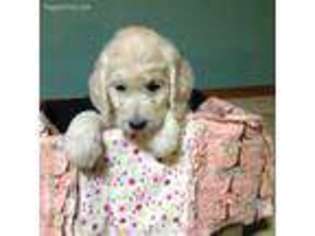 Goldendoodle Puppy for sale in Coleman, WI, USA