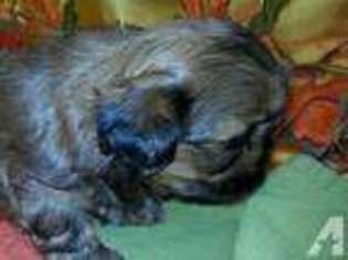 Mutt Puppy for sale in NEW PARIS, OH, USA