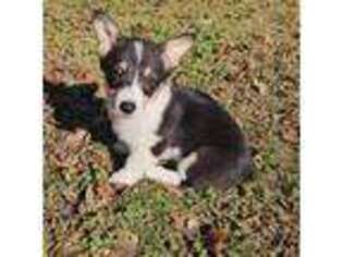 Pembroke Welsh Corgi Puppy for sale in Pensacola, FL, USA
