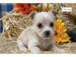 Chorkie Puppy for sale in Unknown, , USA