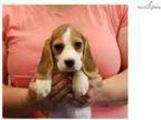Beagle Puppy for sale in Gainesville, FL, USA