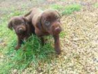 Labrador Retriever Puppy for sale in Central Point, OR, USA