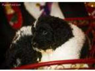 Mutt Puppy for sale in Capac, MI, USA